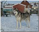 Sheena 1-2010 1